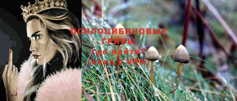 Галлюциногенные грибы MAGIC MUSHROOMS  OMG зеркало  Каменногорск  купить наркотики сайты 